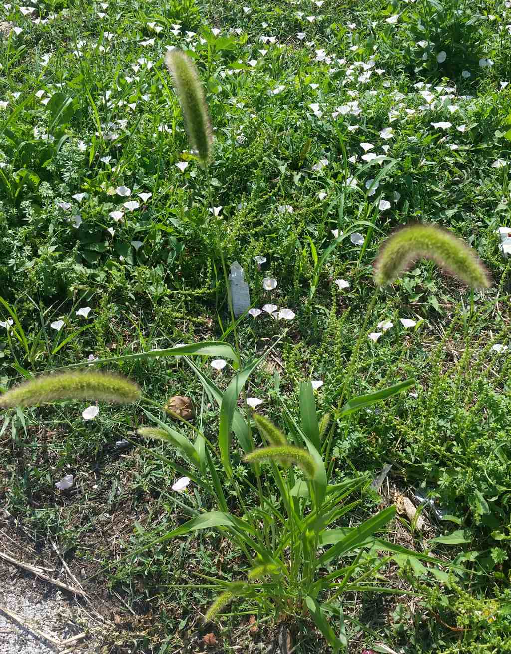 Setaria italica?